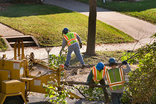 Farmersville, CA Tree Removal and Landscaping Services Company